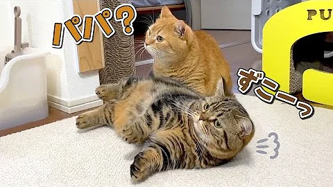 猫面白