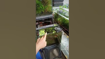 Thumbnail of tablet co2 part 2 #aquascape #aquarium #tanamanhias #aquascapemini #co2 #aquariumfish #nutrition