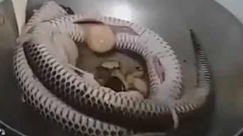 Đặc Sản Rắn Hổ Hành Khìa Nước Dừa,#19(sơn mập xây dựng)