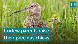 Watch Dedicated Curlew Parents Guard Their Precious Young Rspb Nature Breaks