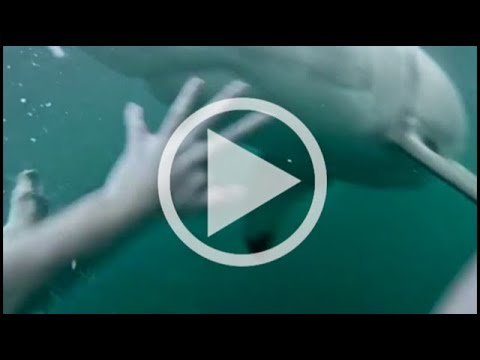 Shark Attack Caught On GoPro( RAW FOOTAGE ) Furness Friday CLICK BAIT!!! -  YouTube
