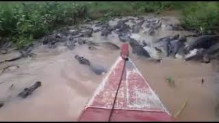 Huge basks of crocodiles in Indonesia making way for boat