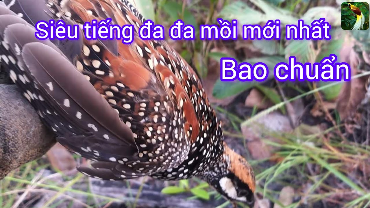 Tiếng chim đa đa mồi trống kêu bổi chạy mạnh mới nhất 2025- 2026