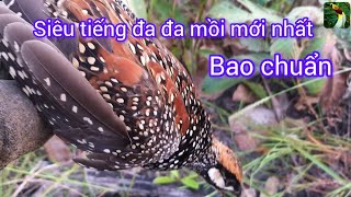 Tiếng chim đa đa mồi trống kêu bổi chạy mạnh mới nhất 2025- 2026