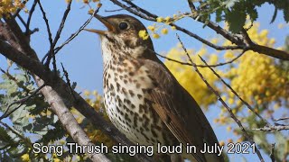 Song Thrush Singing Loud In July 2021- Beautiful Relaxing Bird Sounds And Video 4K