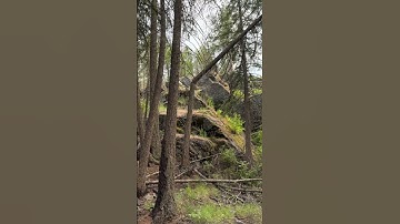 (WIDOW MAKER) #widowmaker #trees #montana #wildernesslife #wildernesscleanup