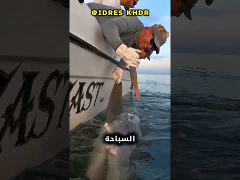 مغامرون امسكوا بقرش خارج البحر