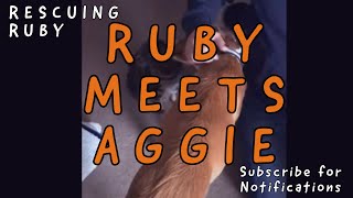 Ruby meets Aggie | Sofia (supermama) from Takis Shelter