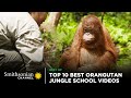 Orangutan Learning and Behavior