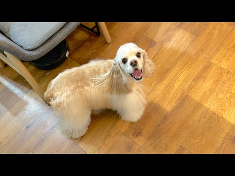 大人になっても心は子供のままなアメリカンコッカースパニエル♪(うららちゃん)