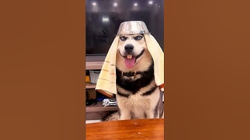 You’re the smartest dog in the room…But also the dumbest. He gave us a sticker-worthy face. lol