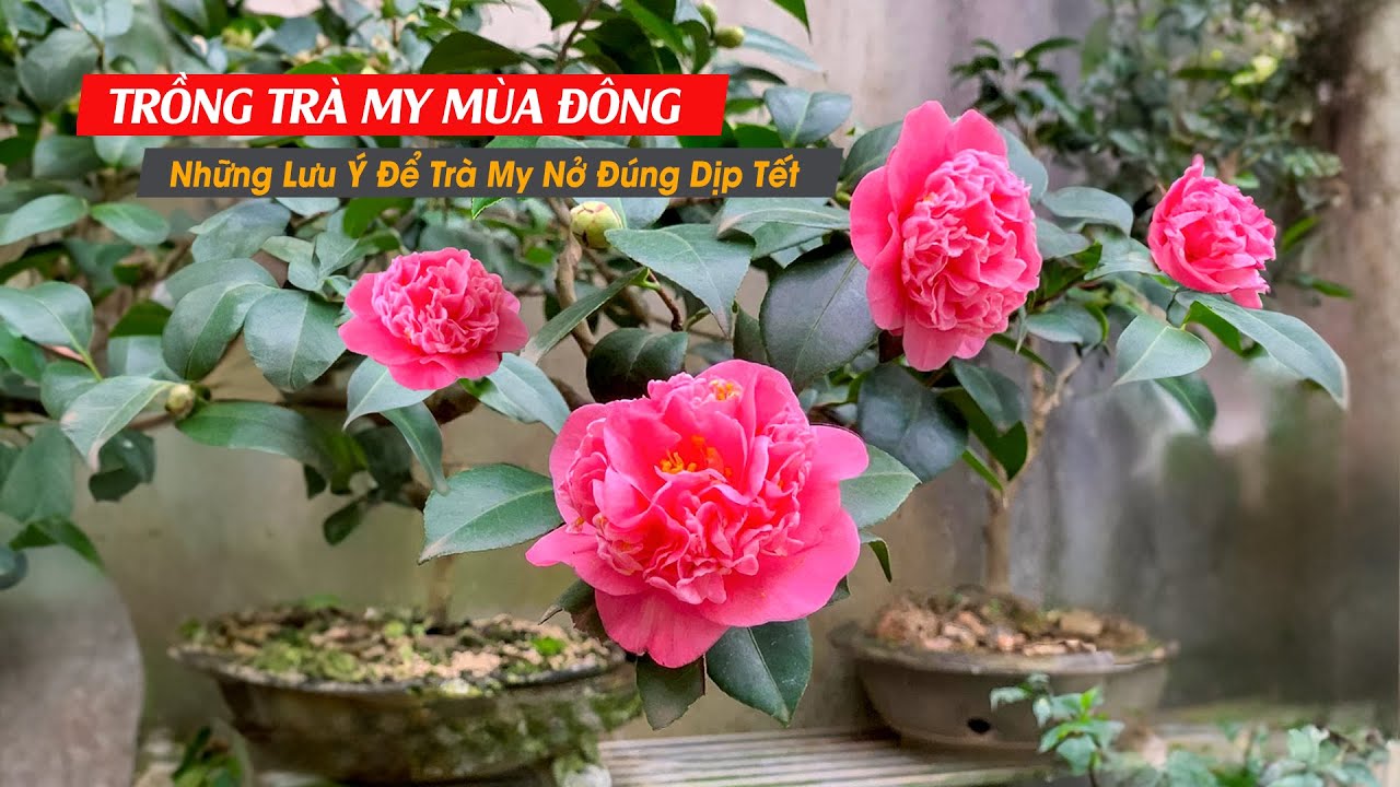 TRỒNG VÀ CHĂM SÓC TRÀ MÙA ĐÔNG - Những Lưu Ý Chăm Trà My Đón Tết