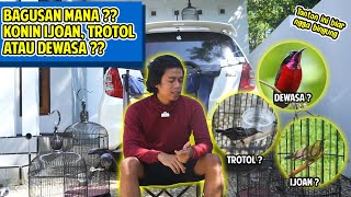 Download Lagu ENAKAN MANA SIH ??? KONIN IJOAN, TROTOL ATAU METALIK  ??? INI JAWABANYA !!! MP3