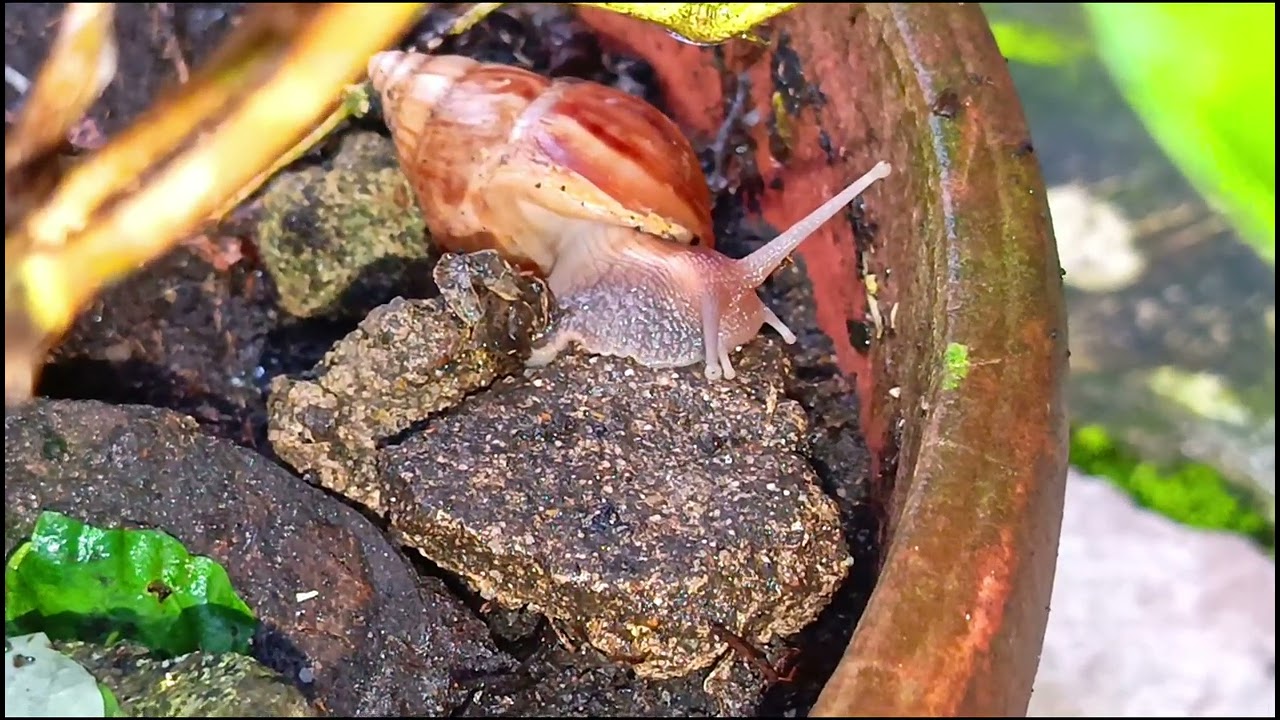 Snail walking on a stone above a flower pot