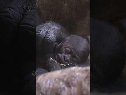 Video: La grădina zoologică din Cleveland?