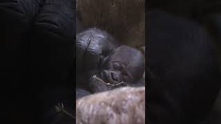 Cleveland Metroparks Zoo welcomes baby gorilla!