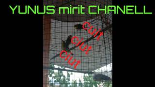 Download Lagu SUARA MP3 PLECI UNTUK PIKAT DI HUTAN DAN MASTERAN BURUNG LAIN MP3