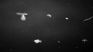 Sea Love By Charlotte Mew