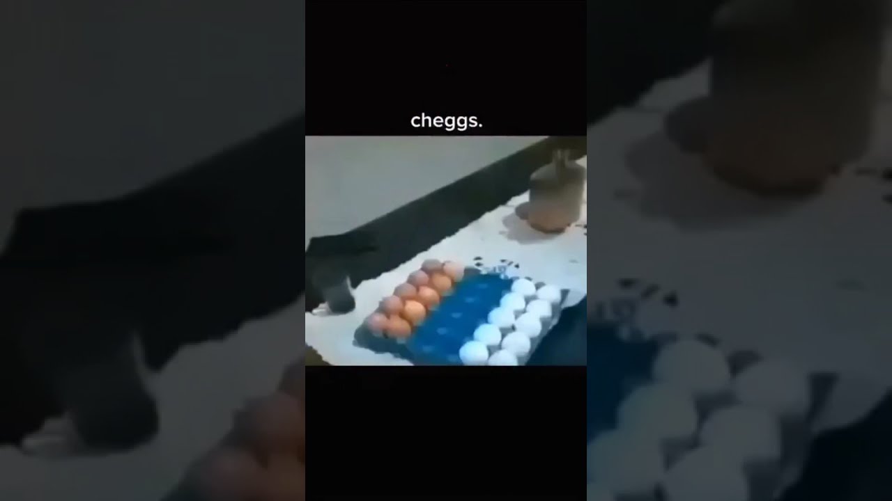  Cheggs
