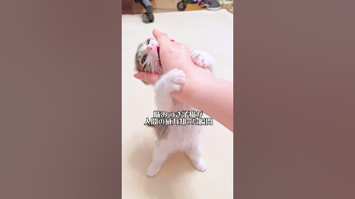 凶暴な子猫が人間の威力を知った瞬間がかわいすぎた！【預かり保護猫  】