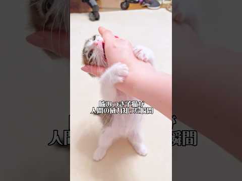 凶暴な子猫が人間の威力を知った瞬間がかわいすぎた！【預かり保護猫  】