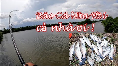 Câu Cá Chẽm Bình Đại Ngày Mưa Bão Trúng Bầy Cá Quá Ngon /săn bắt và ẩm thực/câu cá chẽm/lure fishing