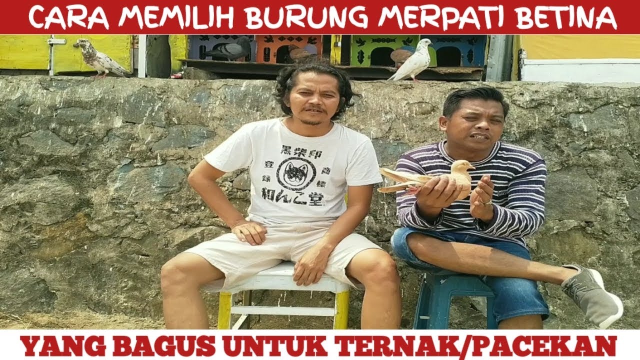 Cara Dan Ciri Ciri Memilih Burung Merpati Dara Betina Yang Bagus