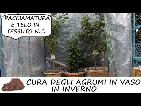 Video: Cura invernale delle piante in vaso - Come proteggere le piante in vaso in inverno