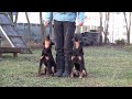 Deutscher Jagdterrier Gustl, 5,5 Monate, Unterordnung, Obedience の動画、YouTube動画。