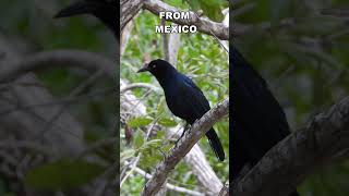 Mystery Bird 5 #shorts
