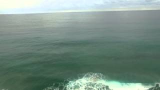 glimpse of dolphins screenshot 5