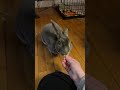 Day 6 of bonding with waffles. #bunny #rabbit #pets #love #bunnytreats