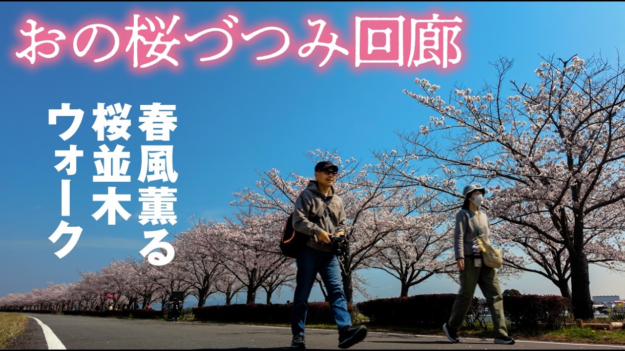 お花見 Senior Couple's Cherry Blossom Viewing Walk] Ono Cherry Blossom