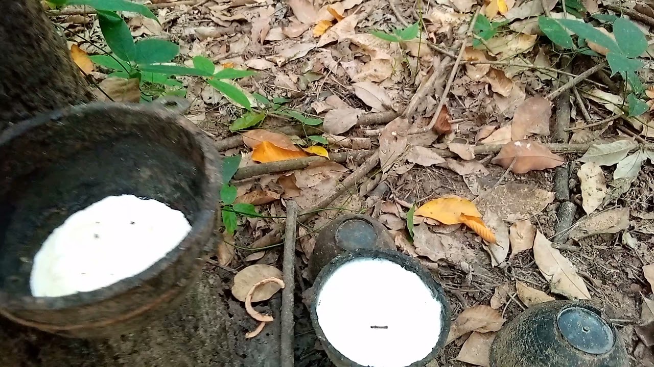 ยางพาราปลูกด้วยเมล็ด ให้นํ้ายางเยอะ  น่าปลูก