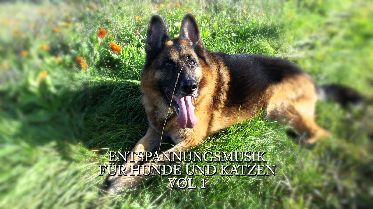 Entspannungsmusik - Tiermeditation - Für Tiere - Vol 1