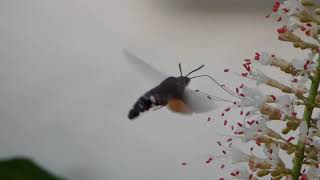 The Amazing Flight of an Hummingbird Hawkmoth / Taubenschwänzchen