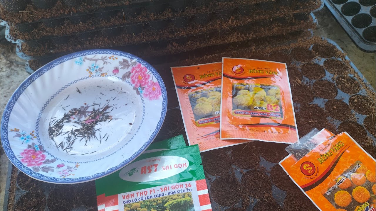 Uơm vạn thọ, ngày ươm và một số lưu ý nhỏ #vantho #hoavantho #garden #hoakiengbentre #lamvuon 