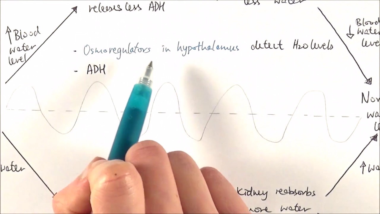 A2 Biology - Osmoregulation (OCR A Chapter 15.6) - YouTube