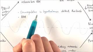 A2 Biology - Osmoregulation (OCR A Chapter 15.6)