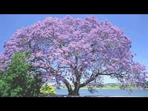 باولونيا شجرة الأميرة Paulownia Youtube