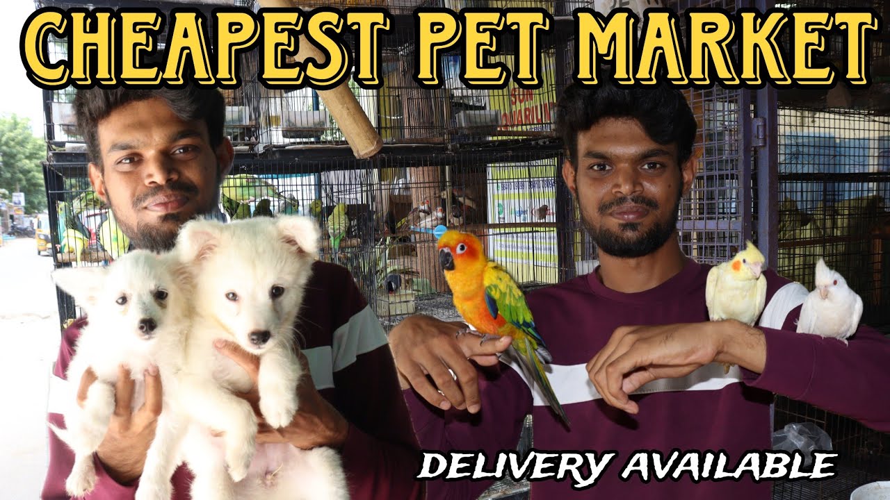Cheapest Pet market in Chennaicat,dog,pet&lovepets availablekolathur