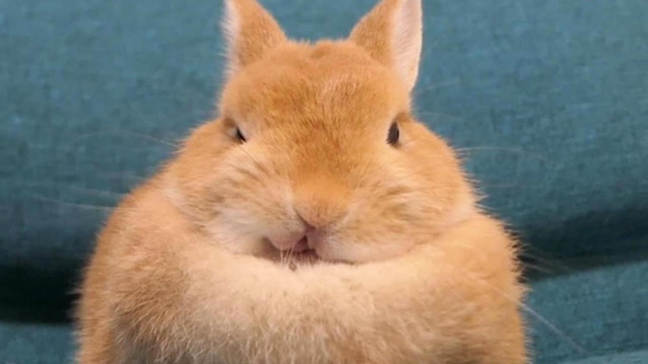熟睡し過ぎたウサギの口が大変なことになりました… - YouTube