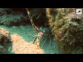 Mediterranean Lobsters - Palinurus Elephas