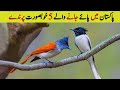 Top 5 beautiful birds found in pakistan  most beautiful wildlife in pakistan