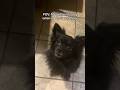 My girlfriend’s dog is such a diva #dogs #dogsofinstagram #dogvideos🐾  #dogmom