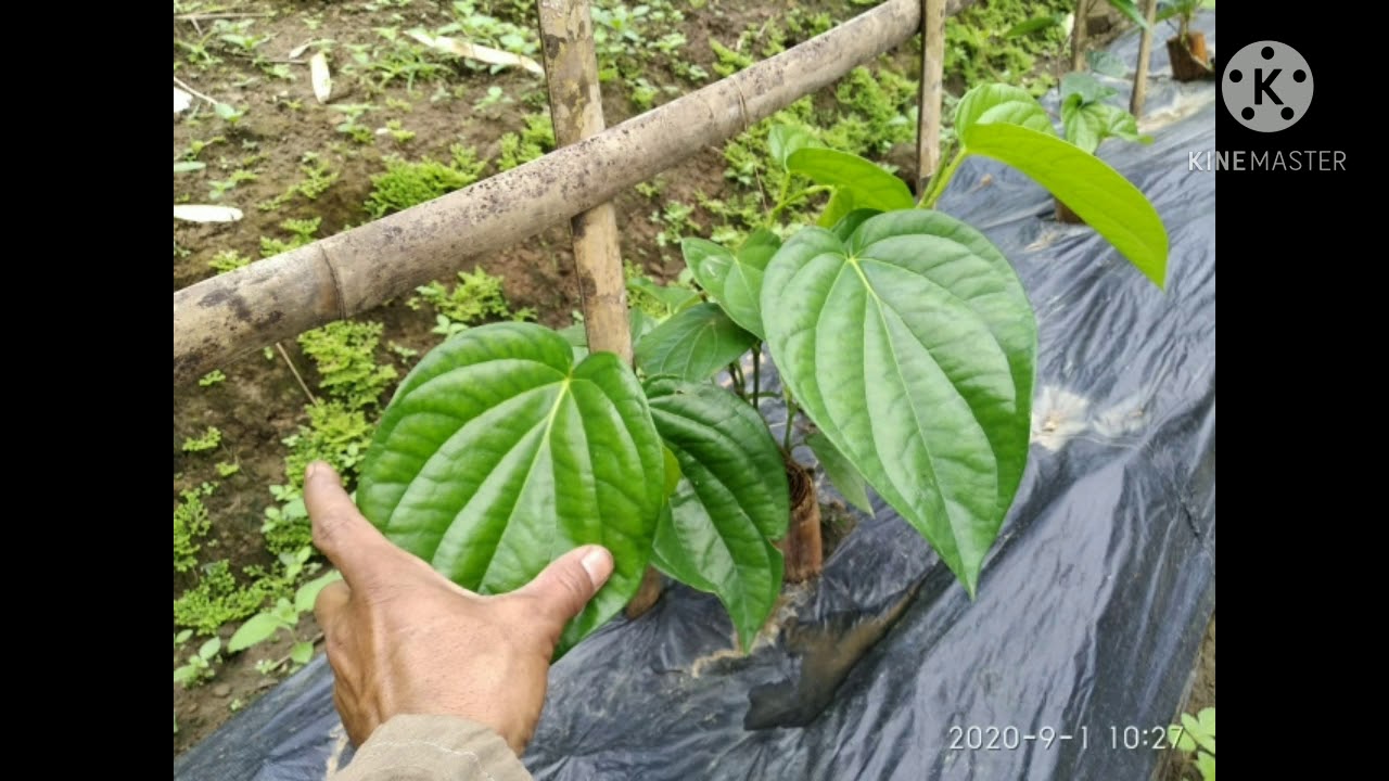 Panhnah chi lâk leh enkawl dan