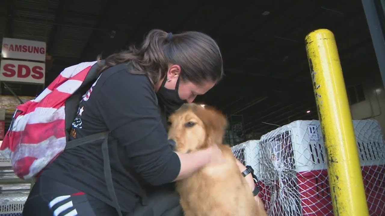 Dogs Rescued In China Find Home In South Florida