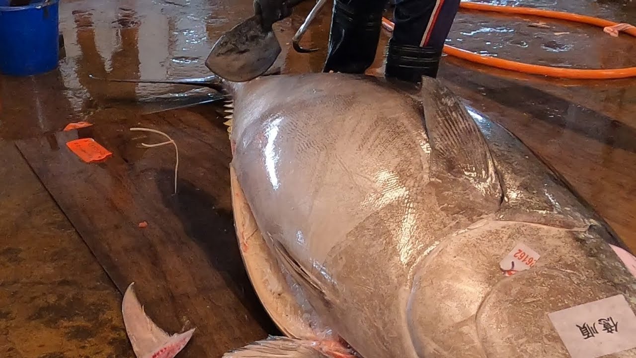 Amazing 458kg Bluefin Tuna with Jaw-Dropping Cutting Skill - YouTube