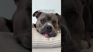 He almost got it 🤣 #dogs #pethumor #funnydog #bullybreed #doghumor Dog life, dog humor, dogs,