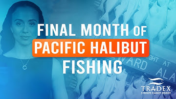 3MMI - Halibut 2025: Record-Low Landings & No Supply Relief Until 2026